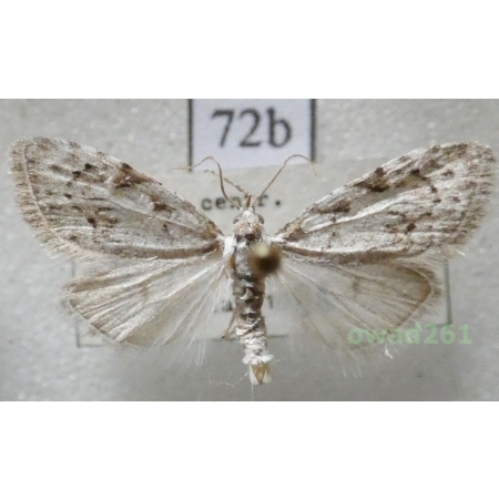 Nola confusalis (Herrich-Schäffer, 1847) Czech72b